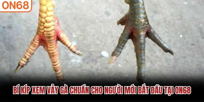 Bí kíp xem vảy gà chuẩn cho người mới bắt đầu tại ON68