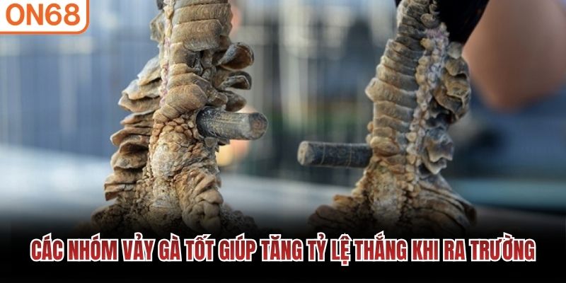 Các nhóm vảy gà tốt giúp tăng tỷ lệ thắng khi ra trường