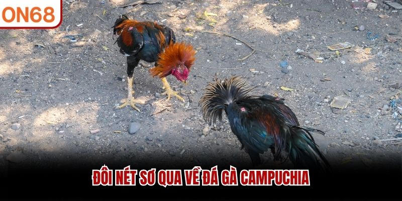 Đôi nét sơ qua về đá gà Campuchia