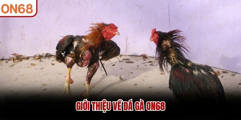Giới thiệu về Đá Gà ON68
