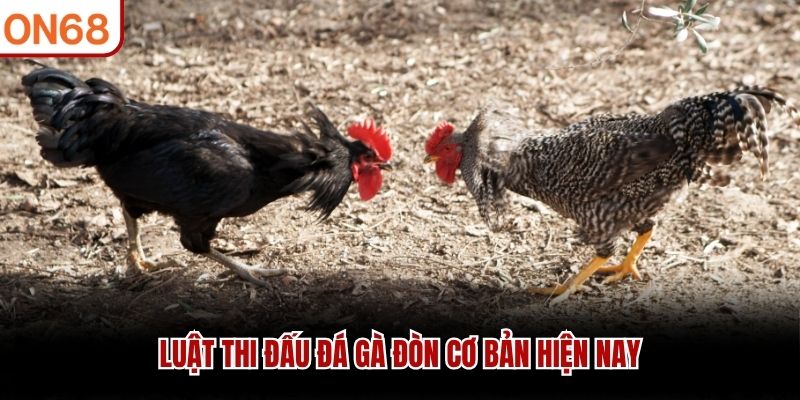 Luật thi đấu đ&aacute; g&agrave; đ&ograve;n cơ bản hiện nay