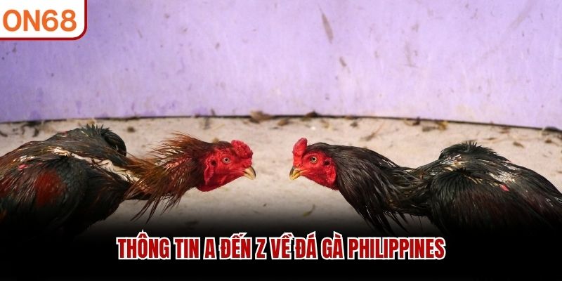 Th&ocirc;ng tin A đến Z về đ&aacute; g&agrave; Philippines