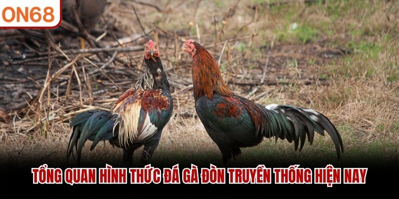 Tổng quan h&igrave;nh thức đ&aacute; g&agrave; đ&ograve;n truyền thống hiện nay